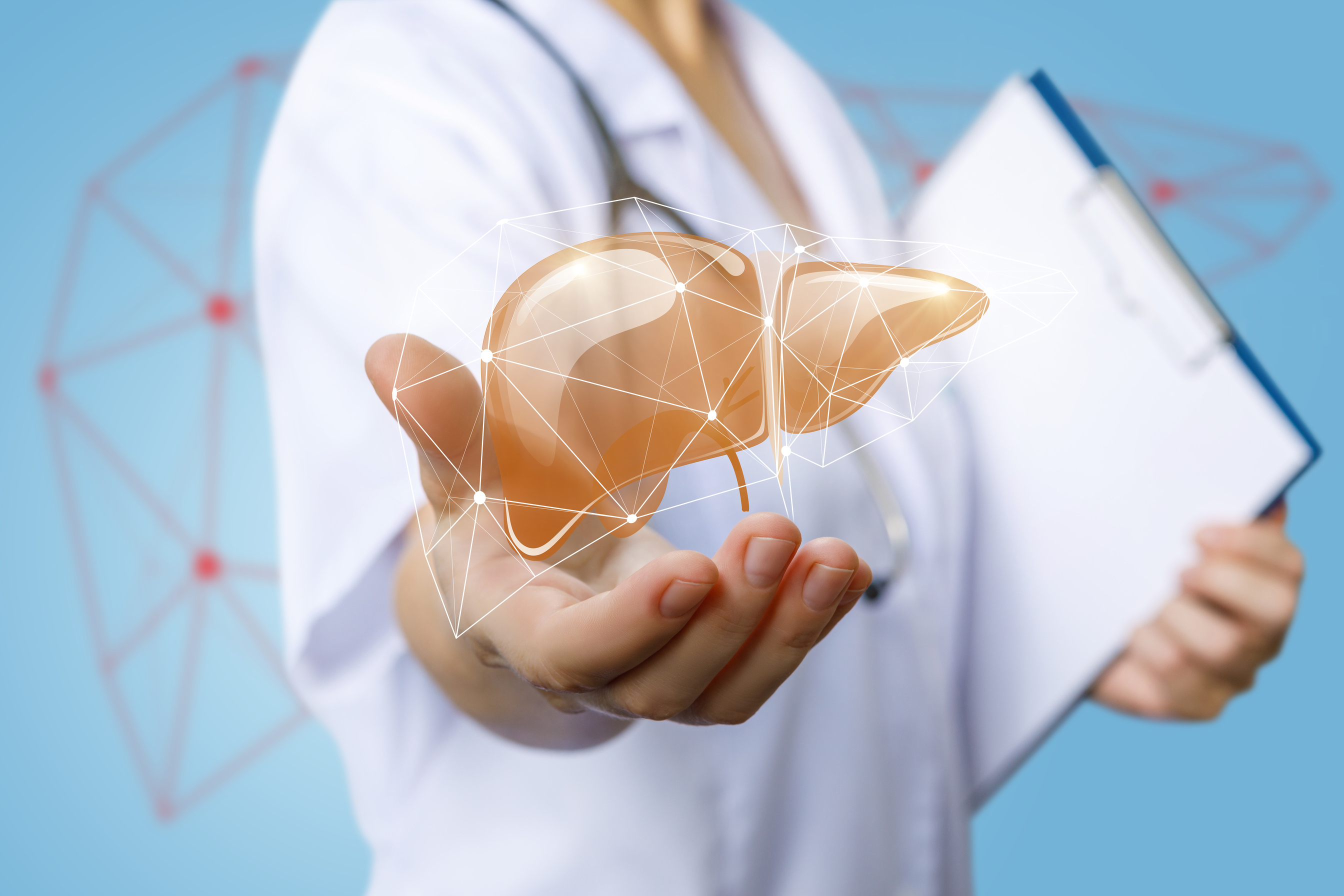 Nurse shows a model of a human liver .