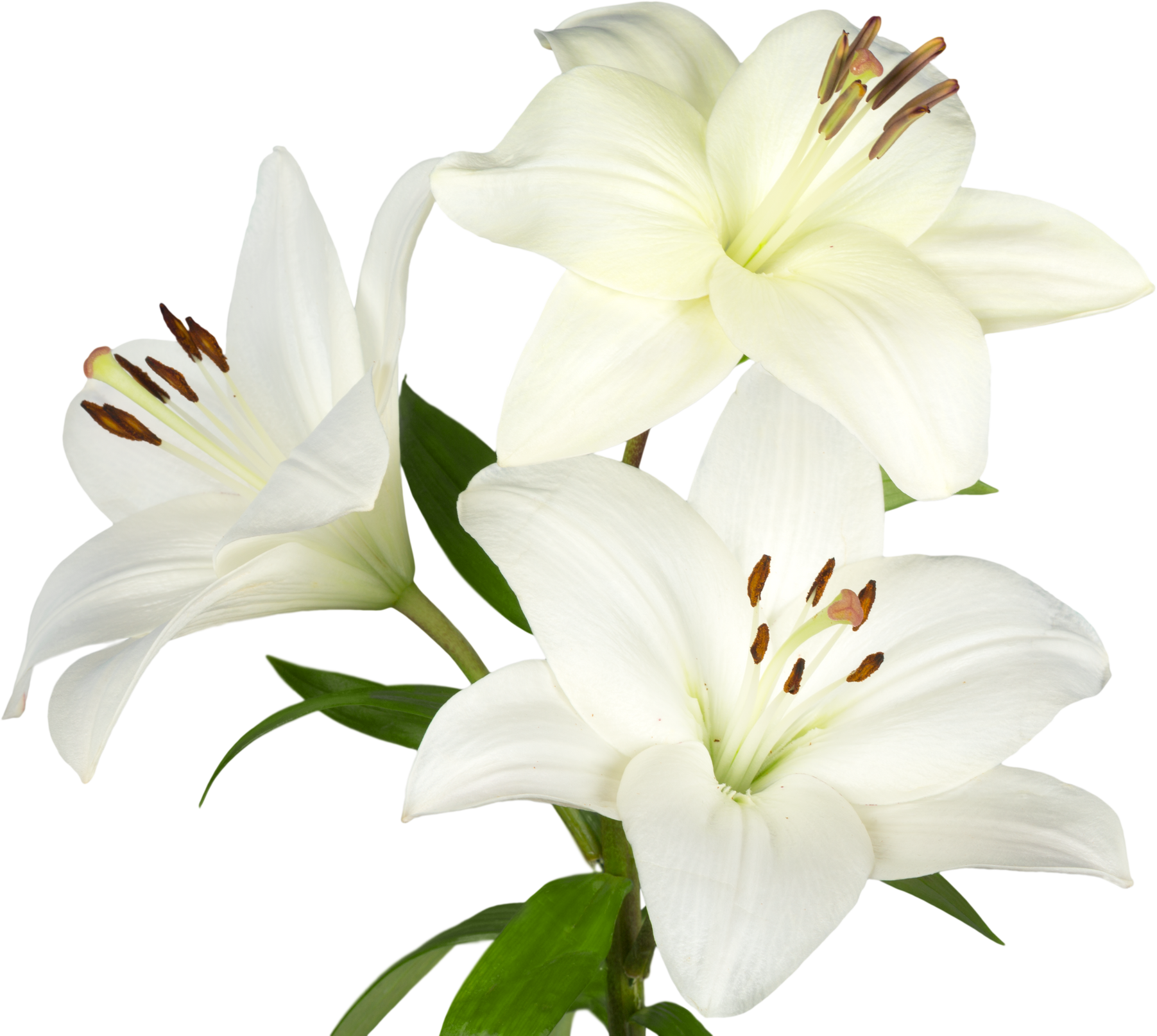 White Lily Flower