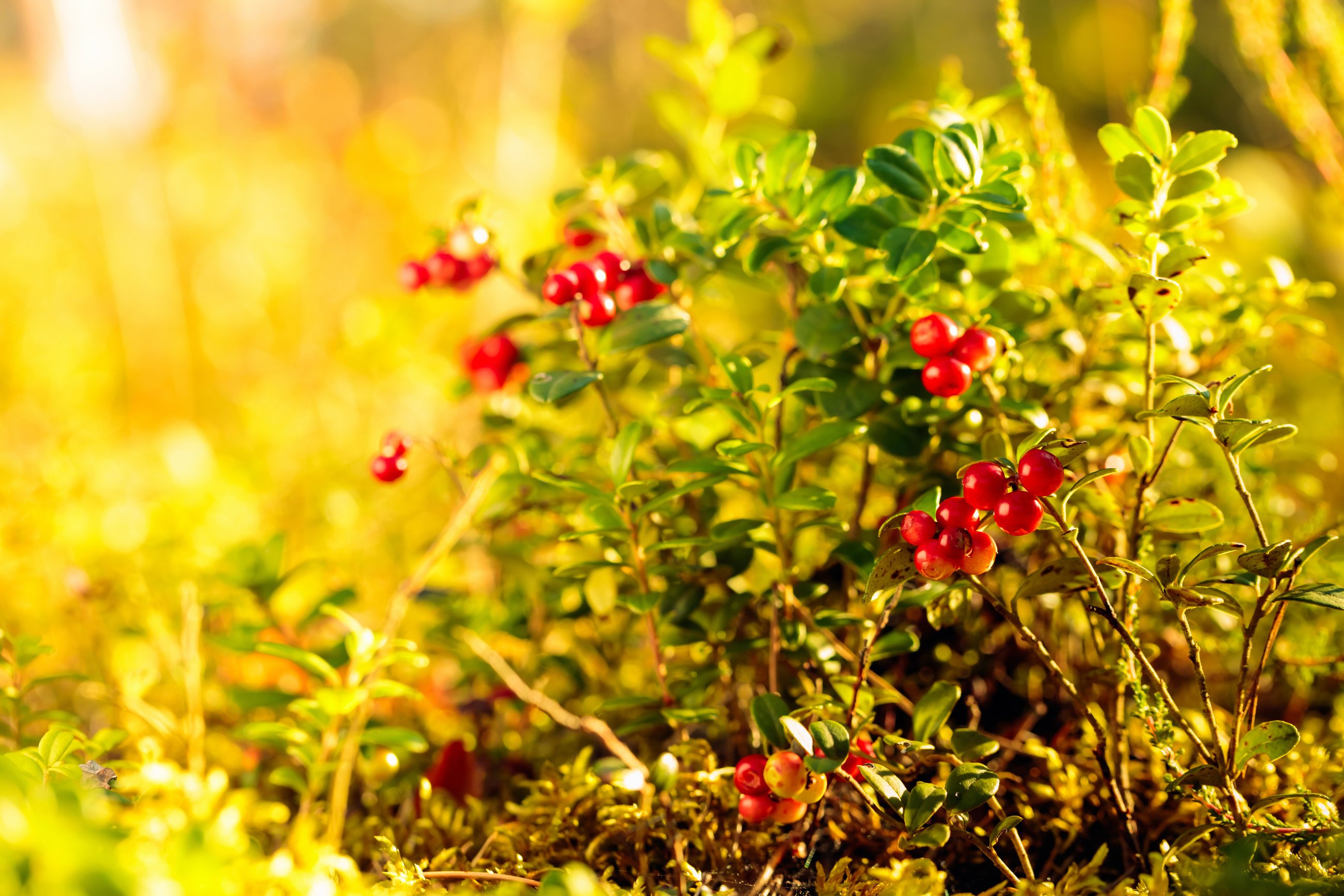 Red cowberry in the forest in summer sunny day.