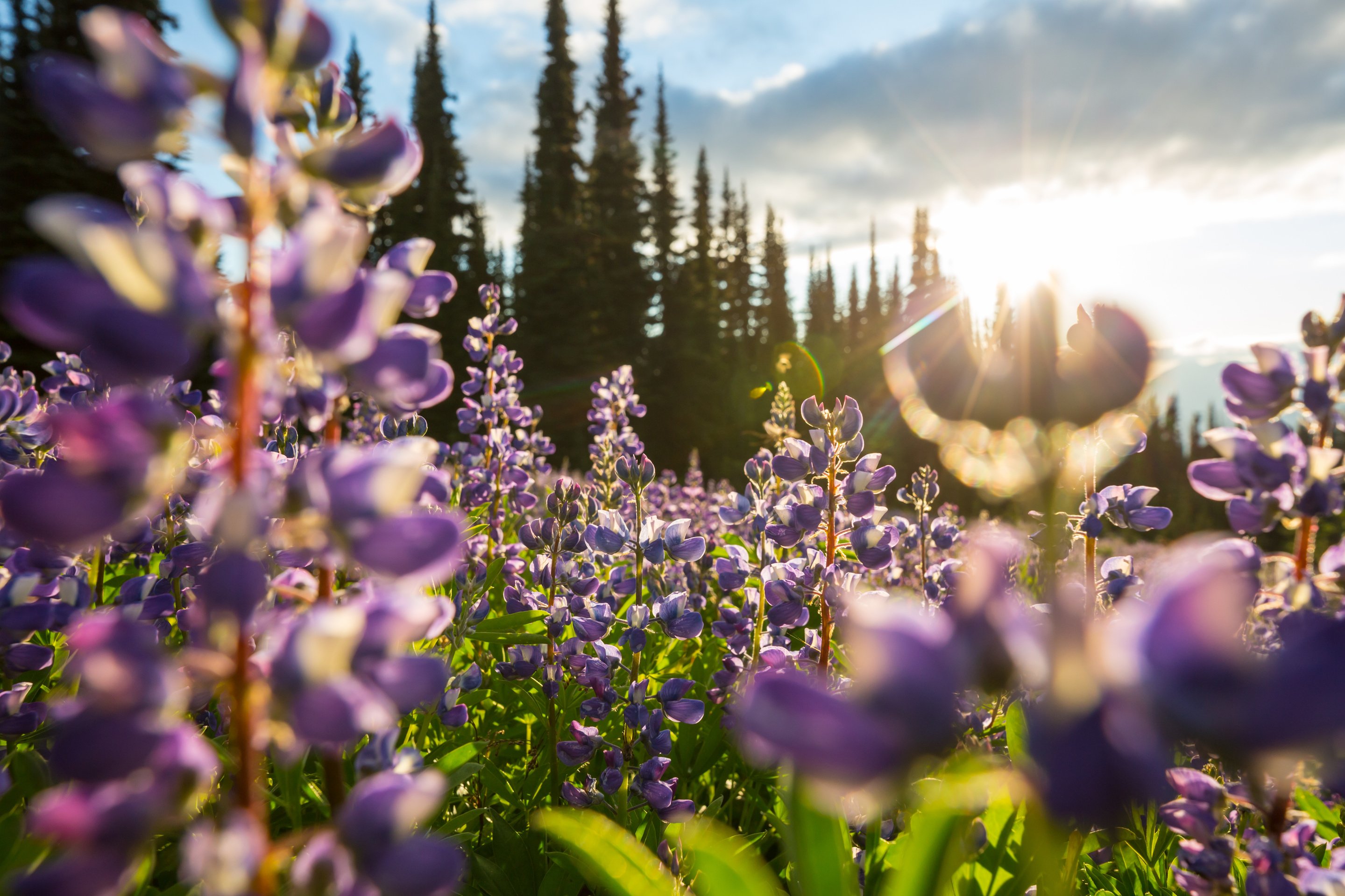 Wildflowers