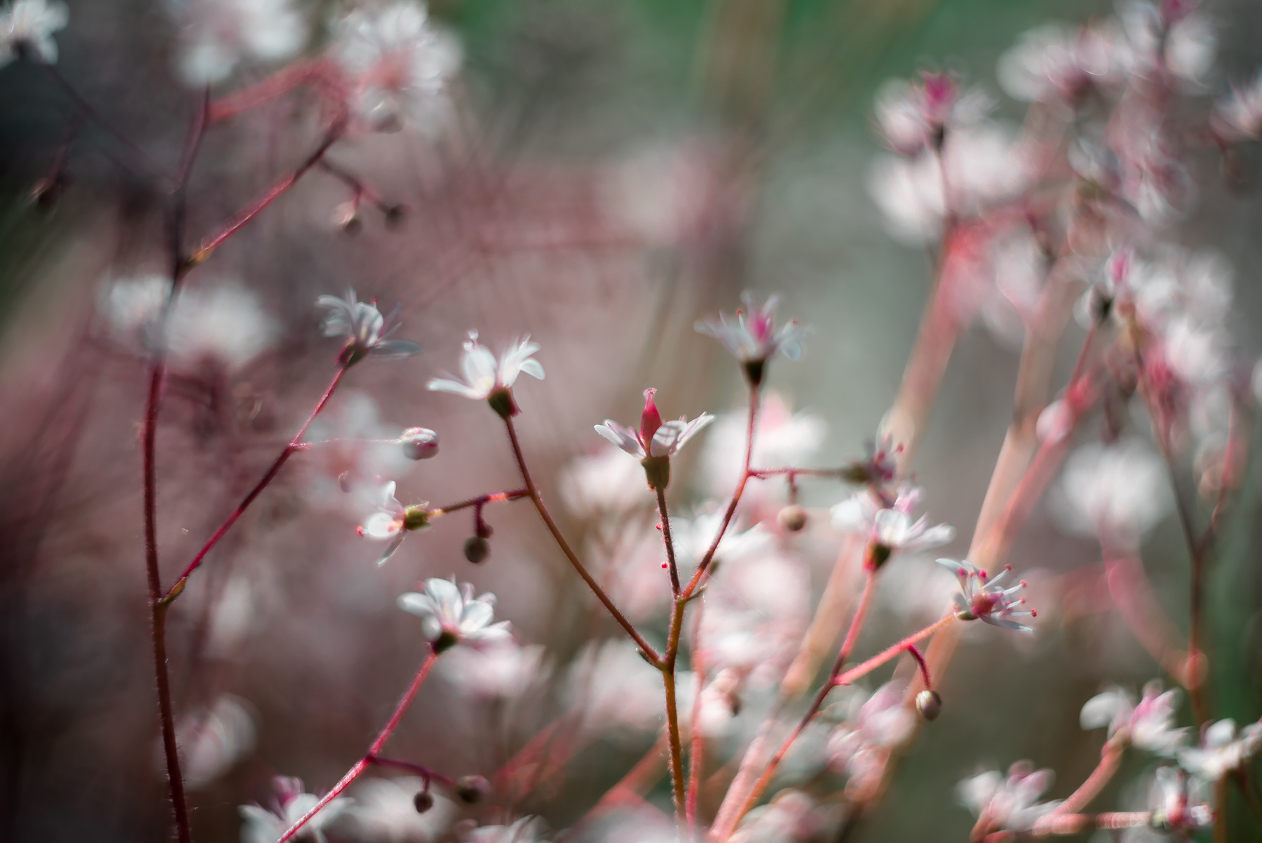 Baby's breath or Gypsophila is a beautiful flower in the carnation family on blurred floral nature backgrounds.