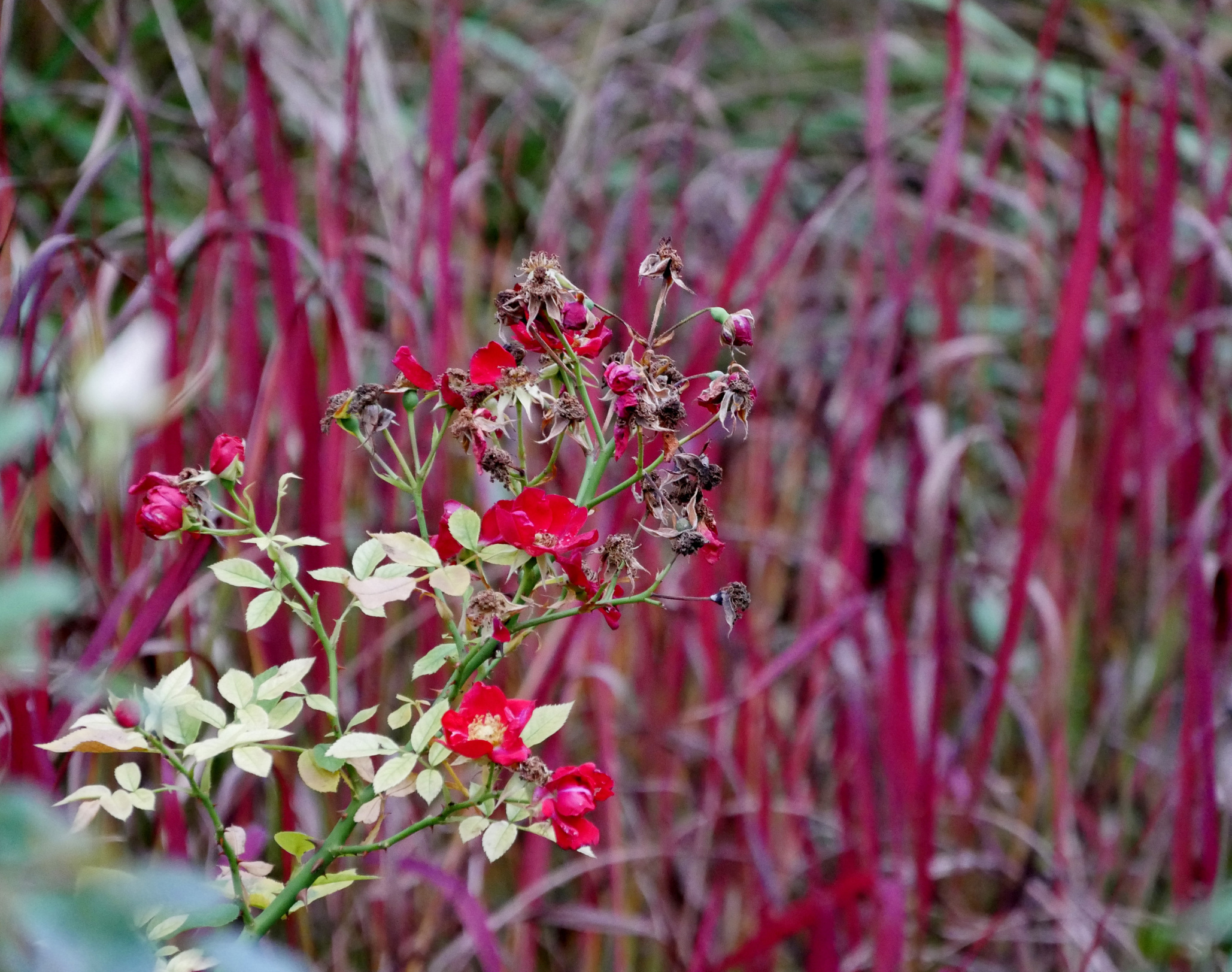 Red roses in the nature