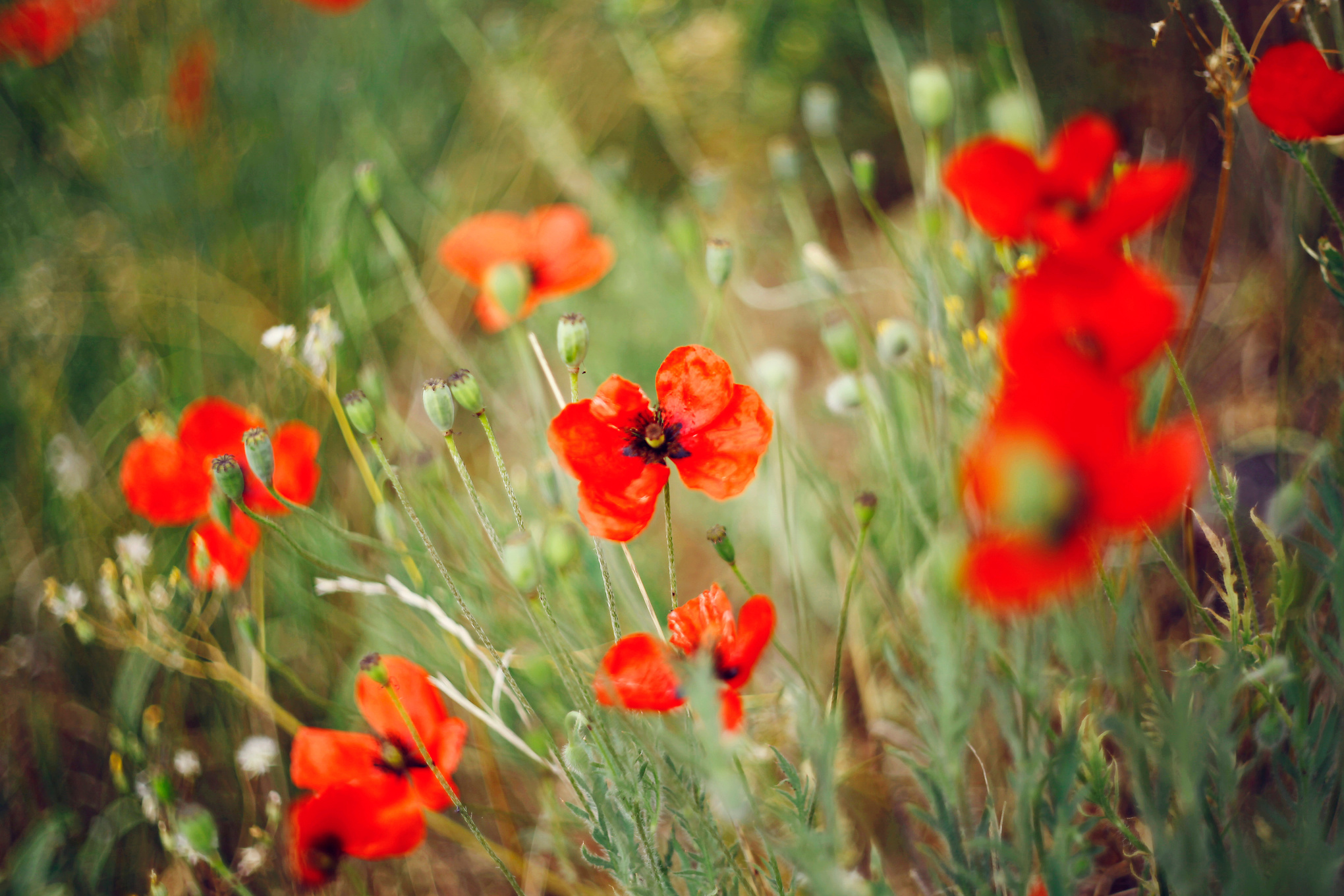 Red poppies