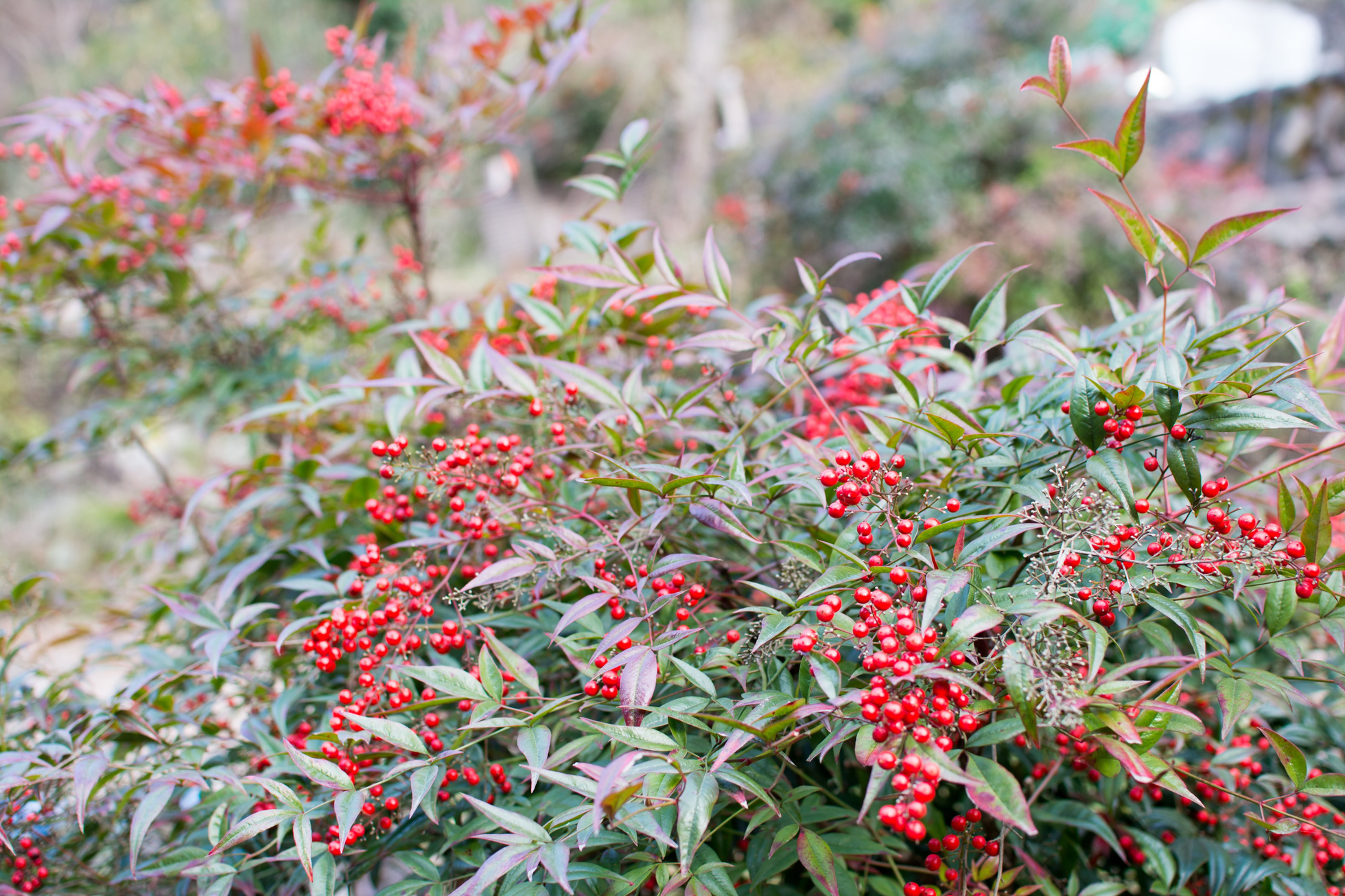 Nandina,Heavenly bamboo