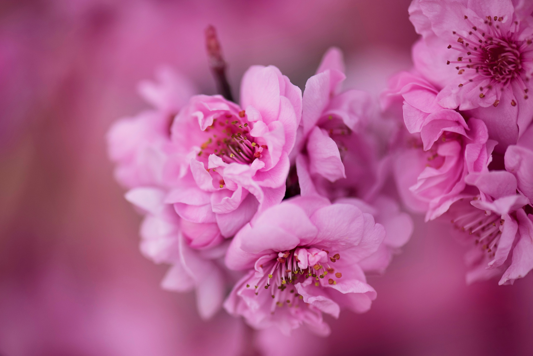 Pink Flower