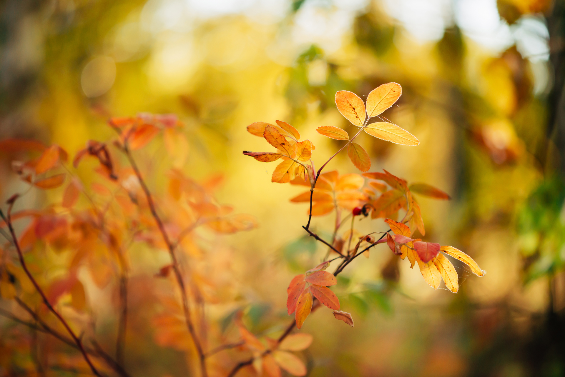 Branch of dog rose in sunset. Scenic autumn rich flora in golden hour. Colorful briar leaves in sunrise on multicolor bokeh plants nature background in sunlight. Sunny fall natural backdrop.