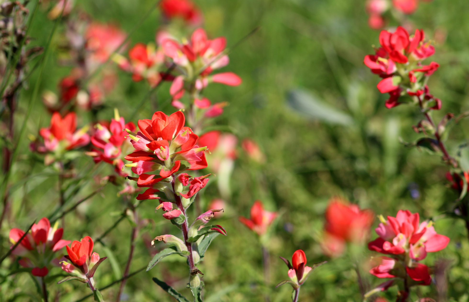 Indian Paintbrush