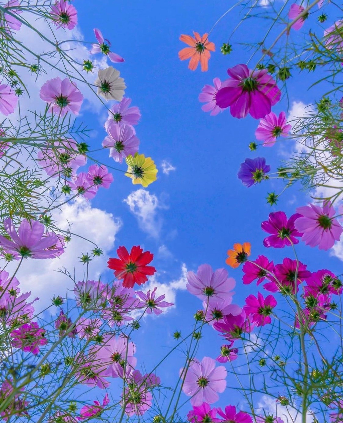 Colorful Blooming Wildflowers 