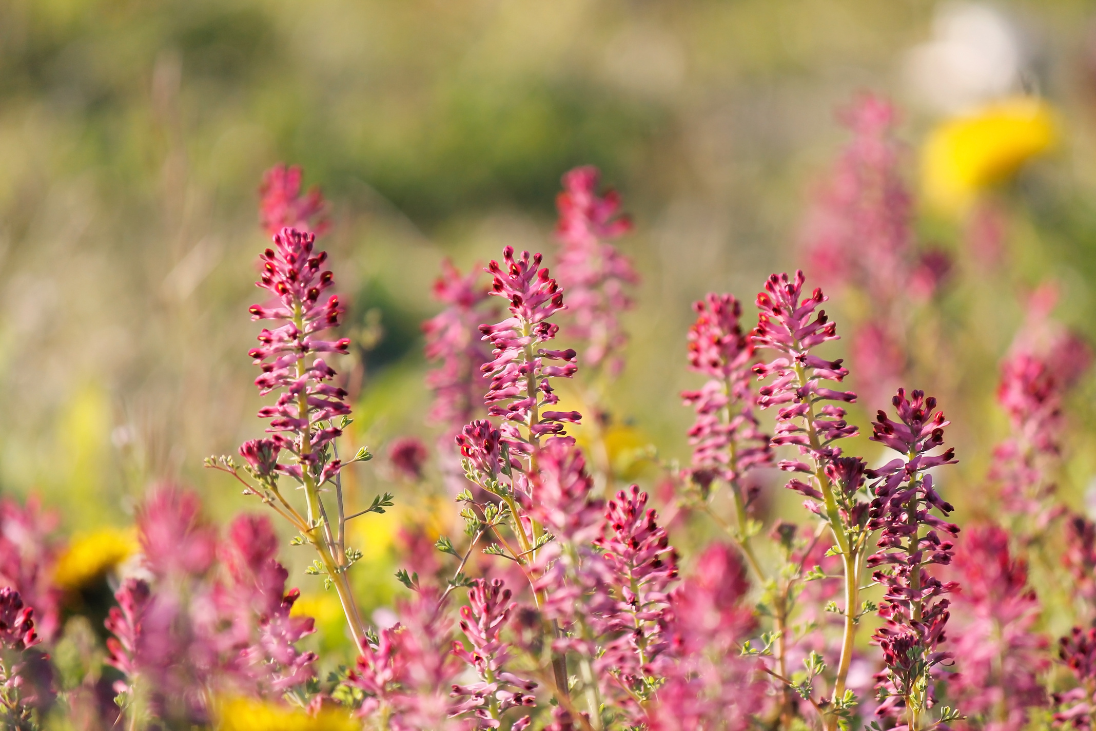 Bright red common fumitory flowers (Fumaria officinalis)