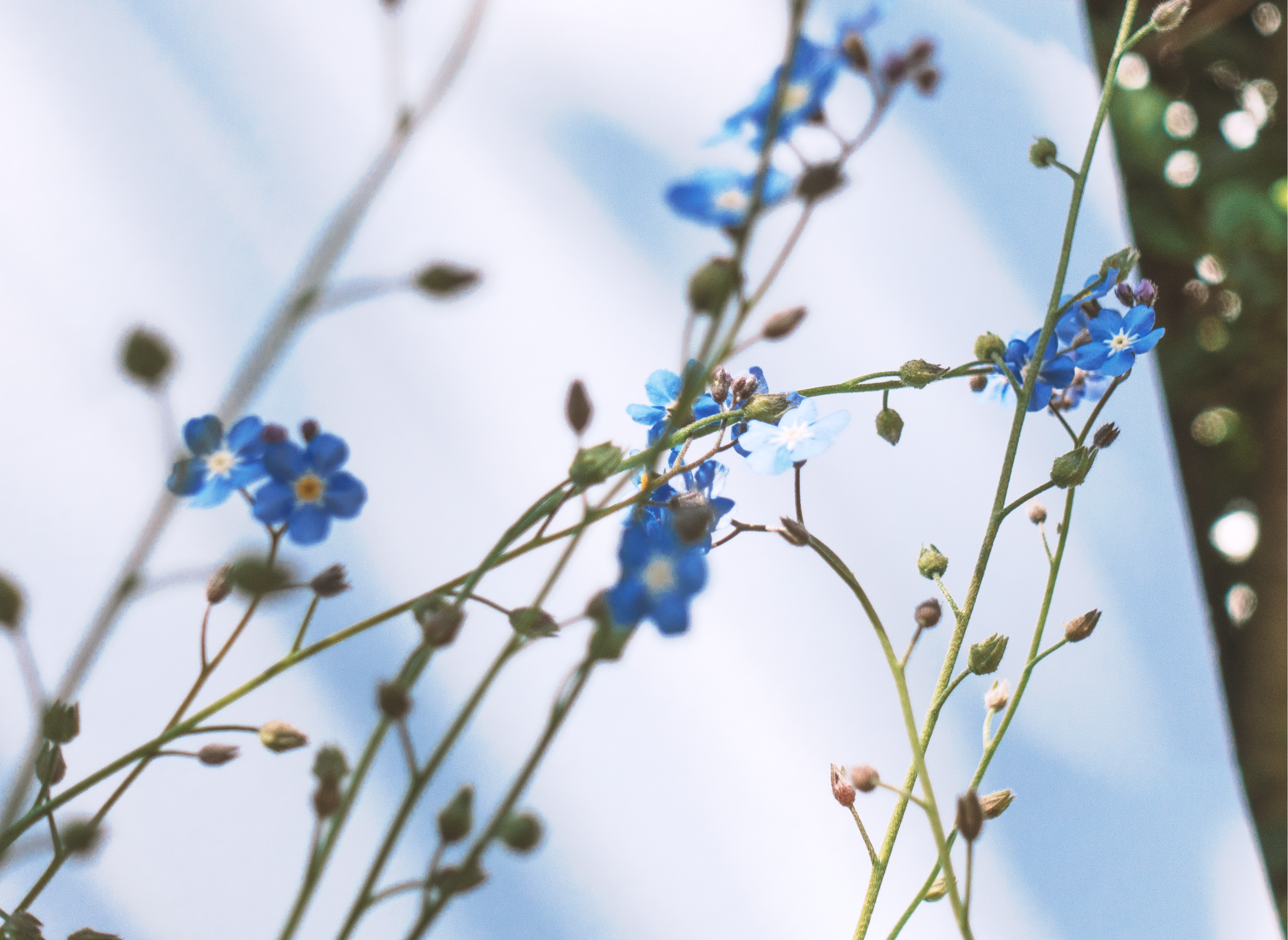 Close Up Shot of Blue Flowers