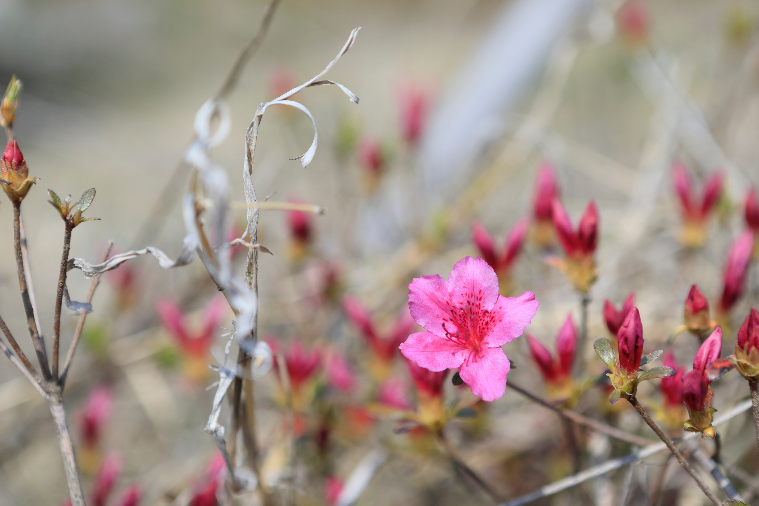 spring scene with azaleas in view