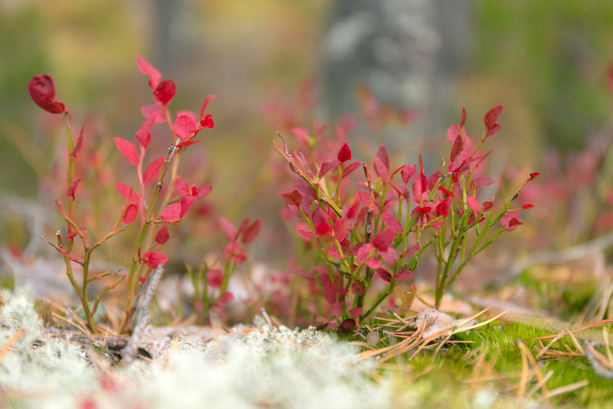 blueberry bushes with red leaves closeup