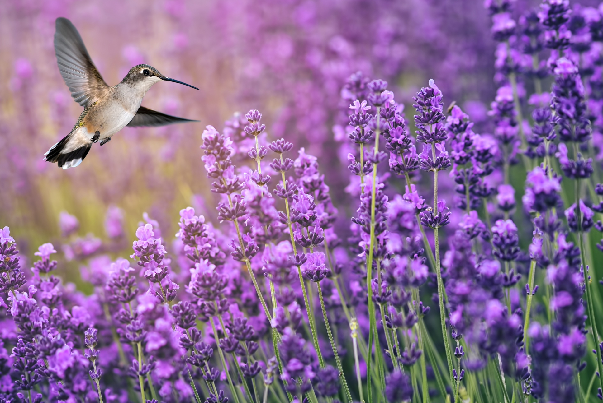 Hummingbird feeding on wild flowers