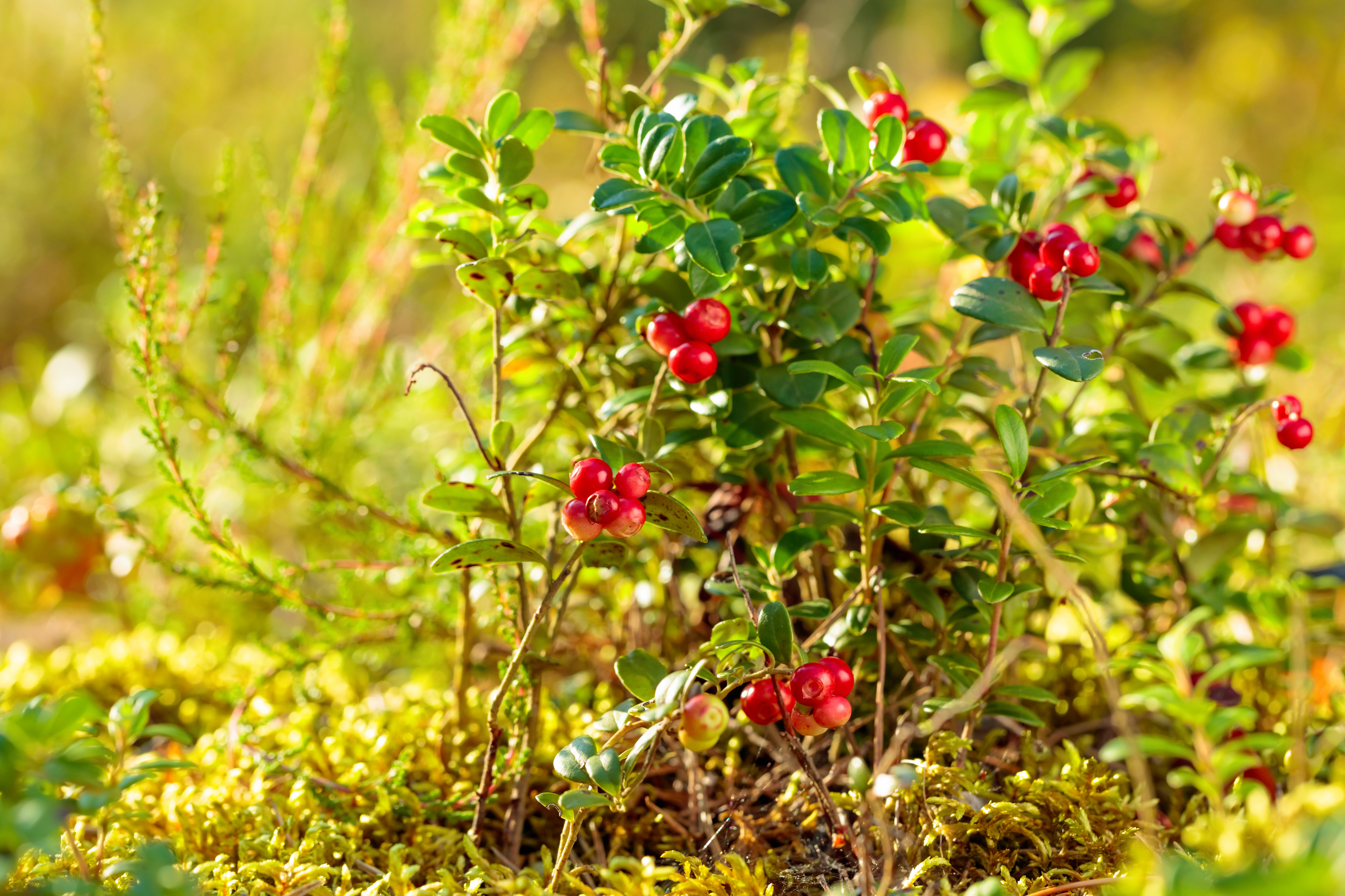 Red cowberry, lingonberry or partridgeberry in forest, natural background.