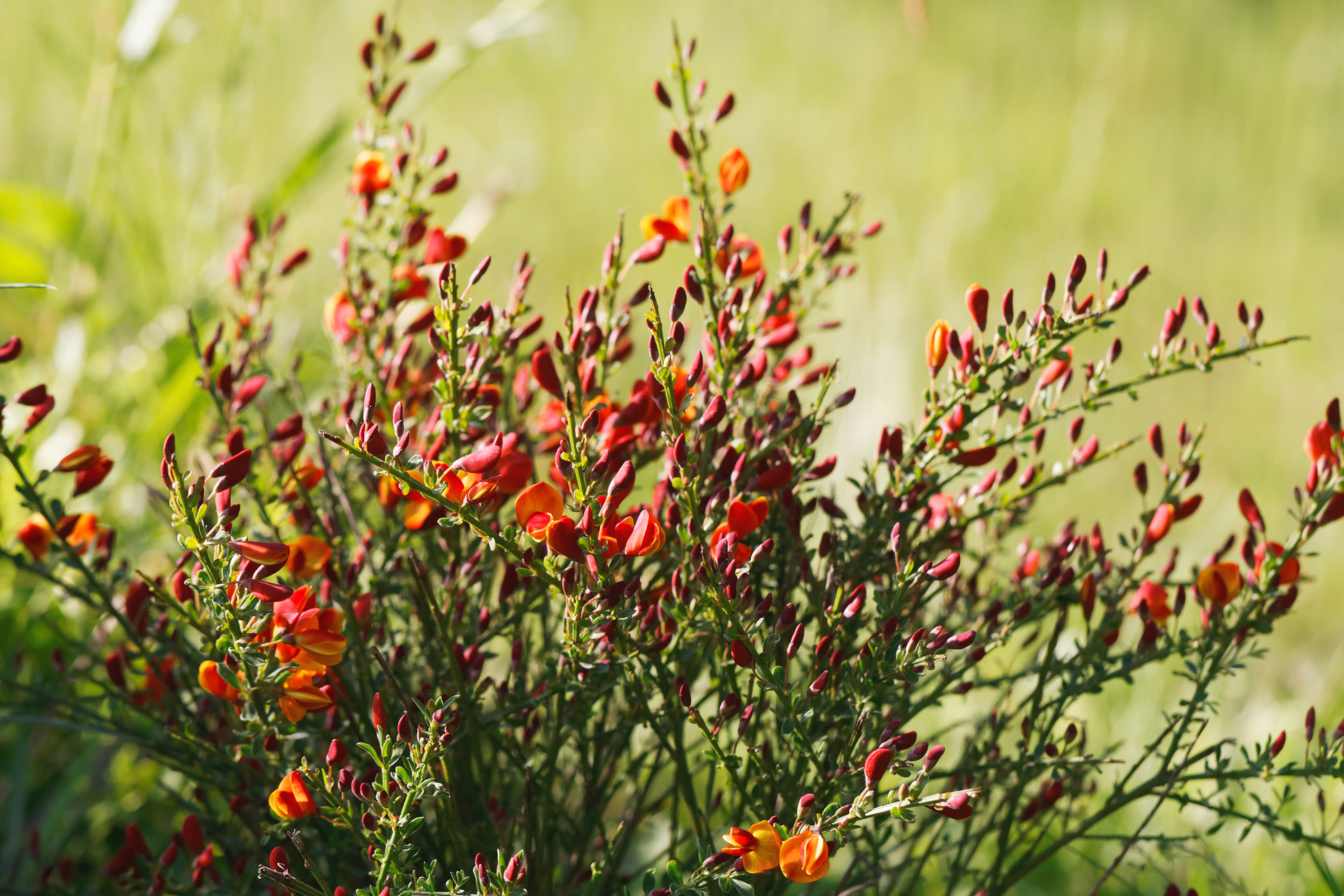 Cytisus scoparius spring blooming bush with red/ yellow blossom