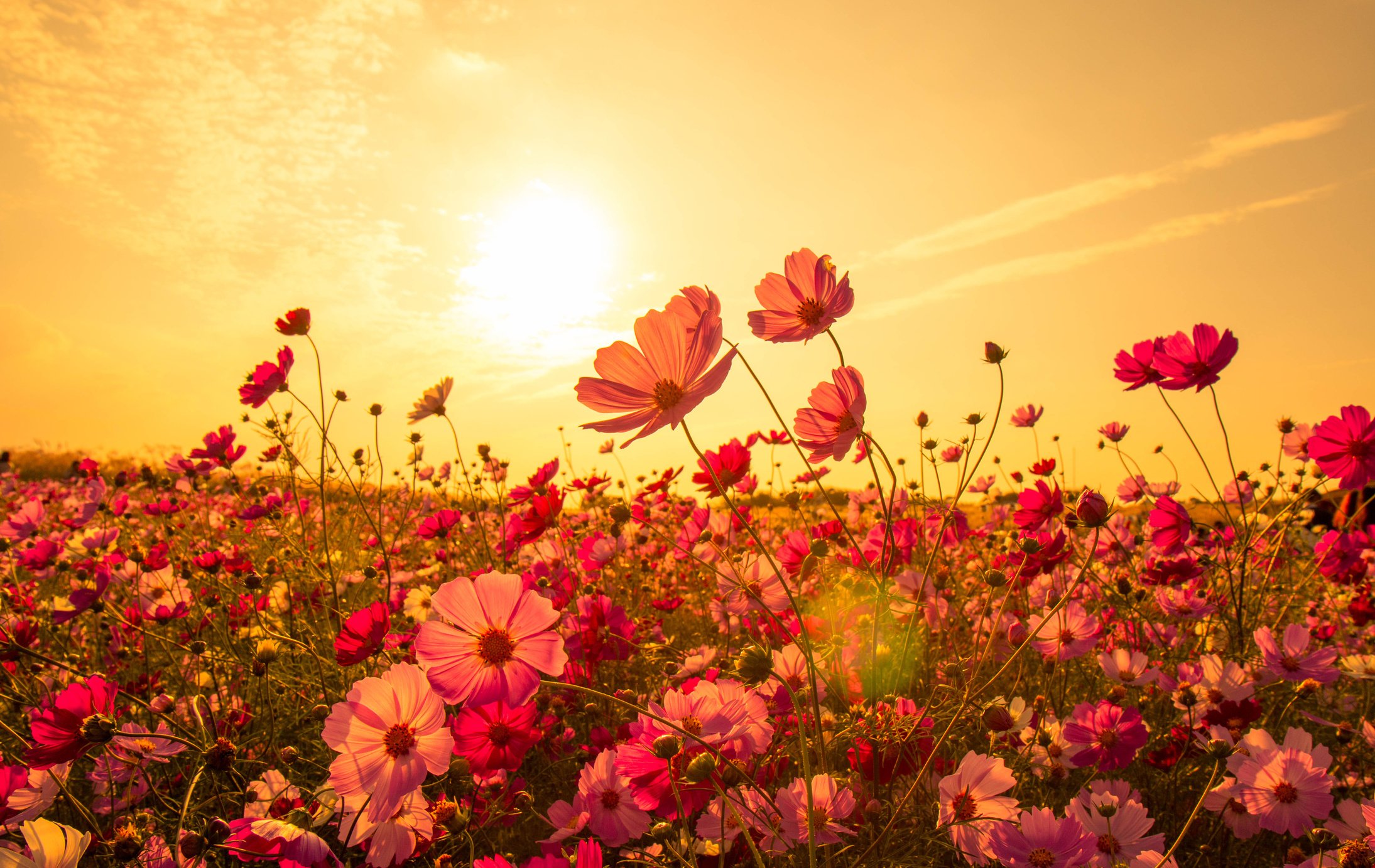 Cosmos Flower