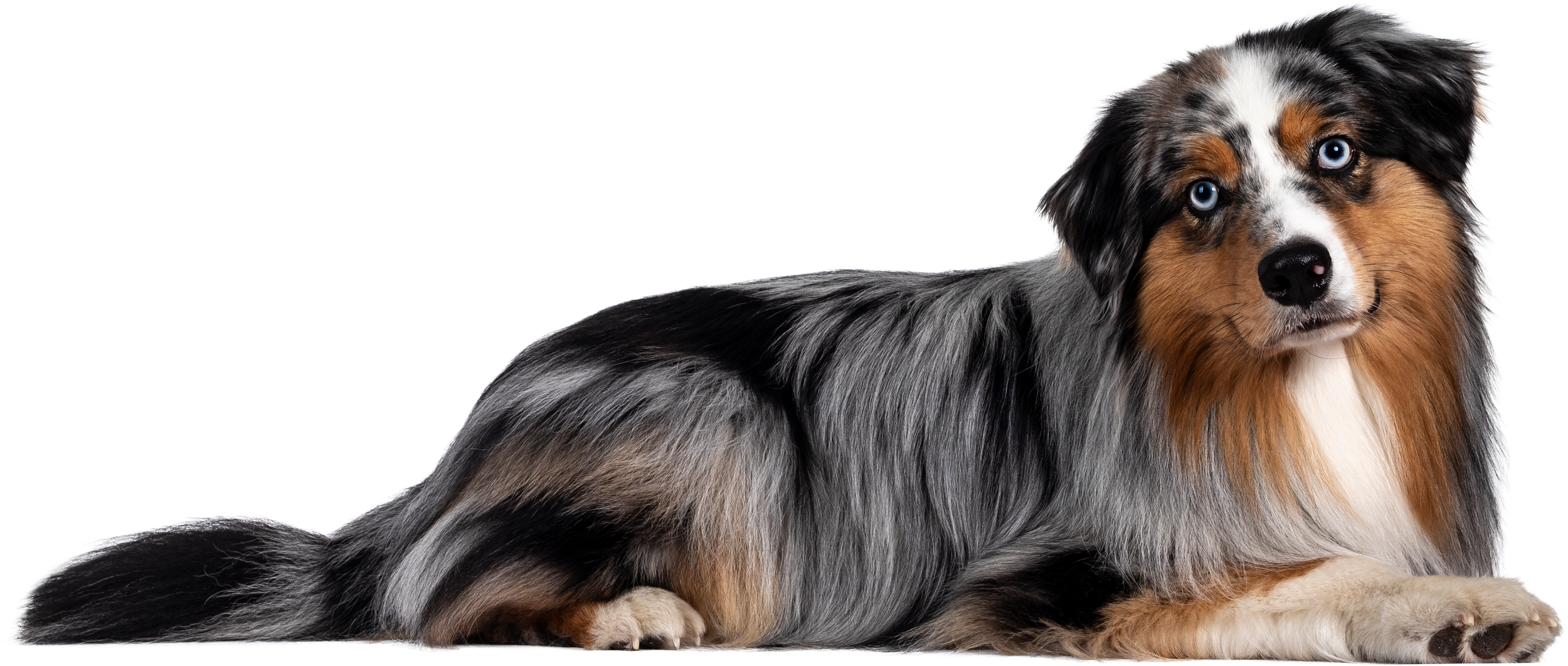 Australian Shepherd Dog on Transparent Background