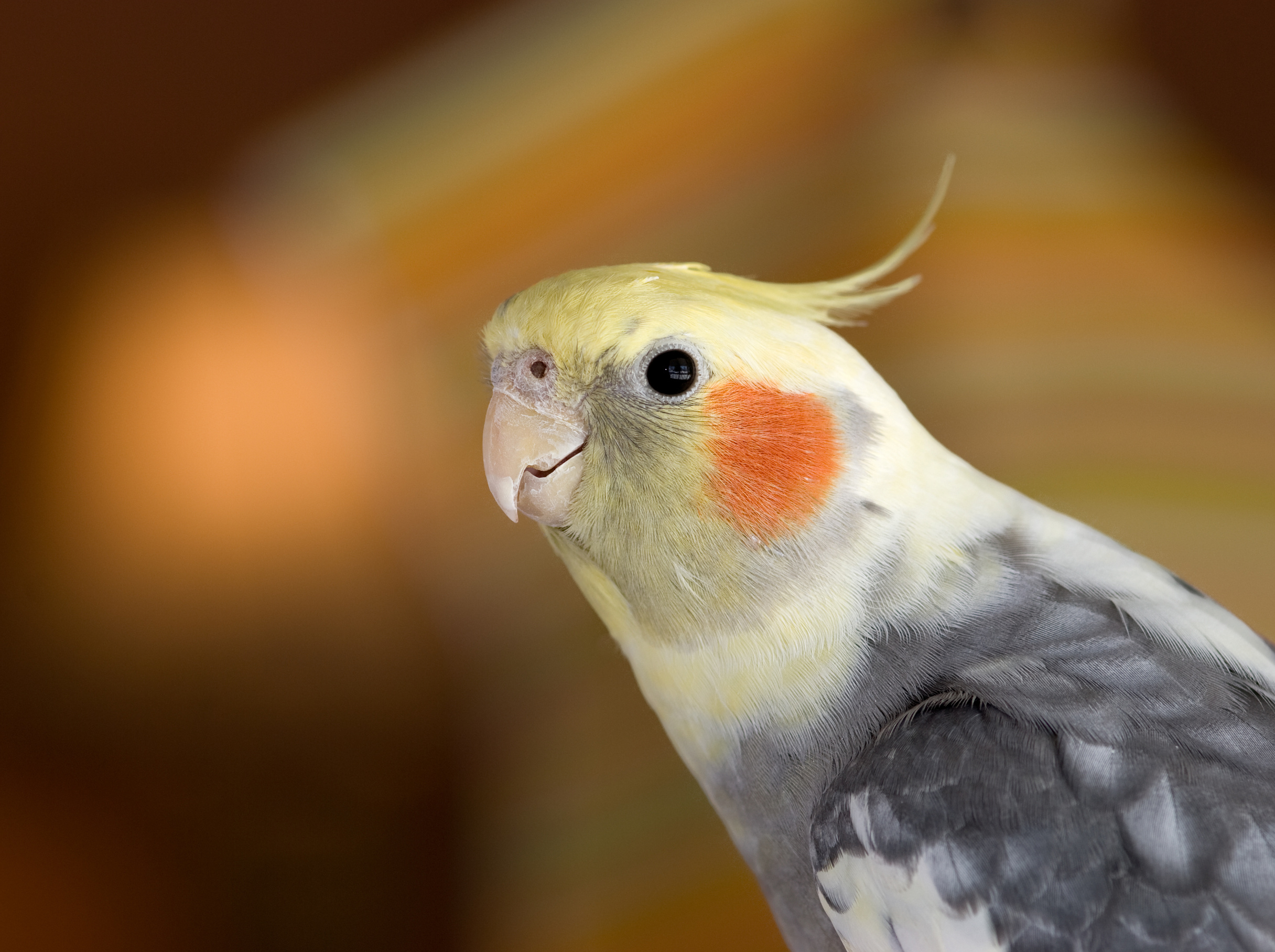 cockatiel portrait