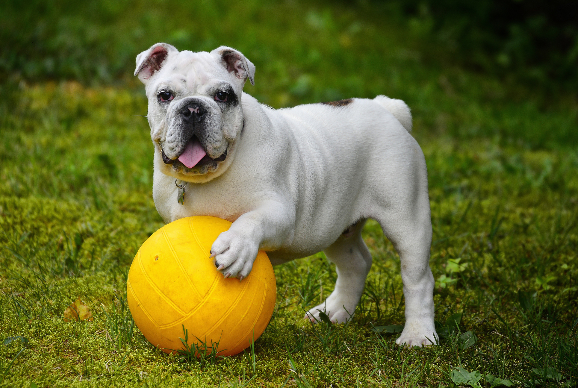 English Bulldog with a Ball