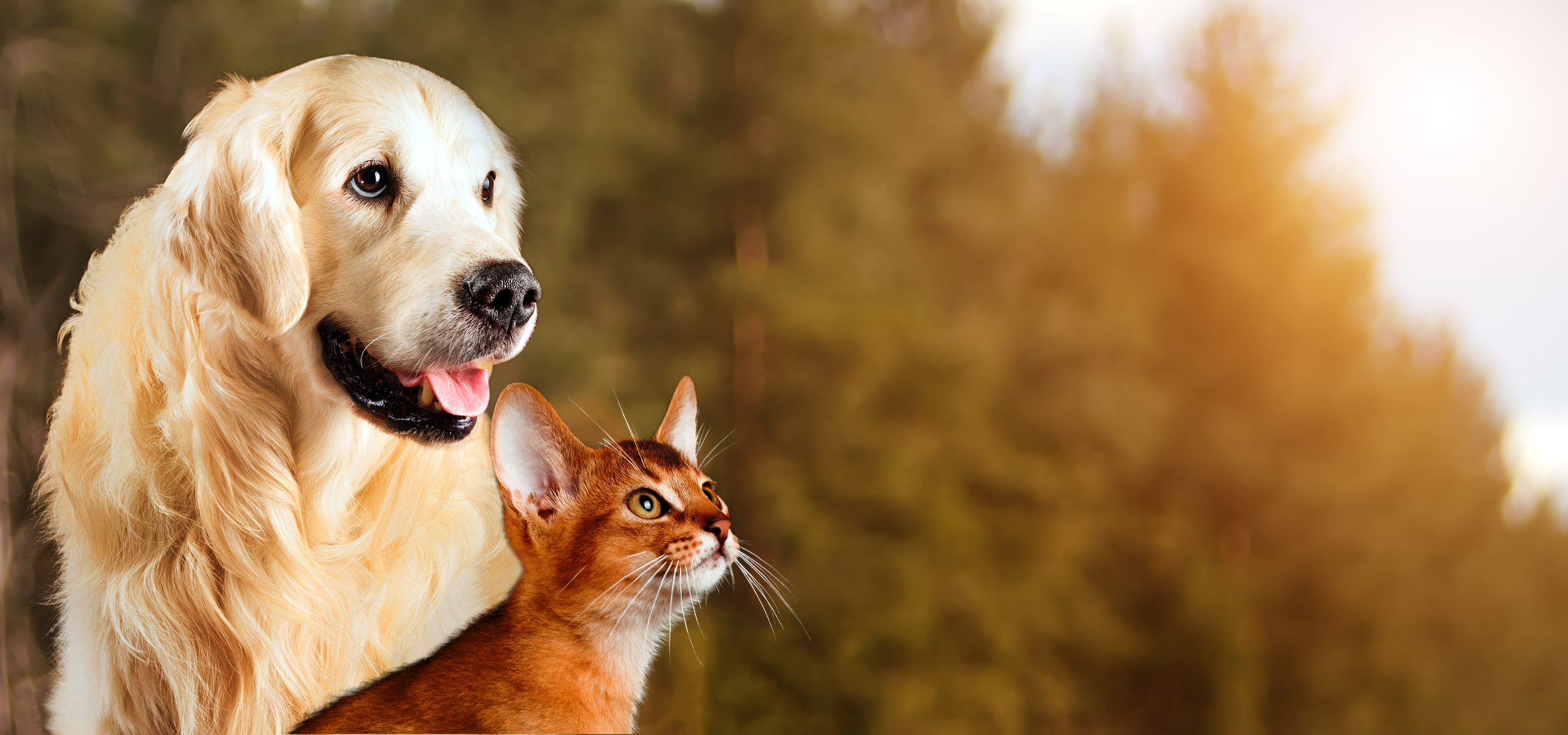 Cat and dog, abyssinian cat, golden retriever together on peaceful autumn nature background