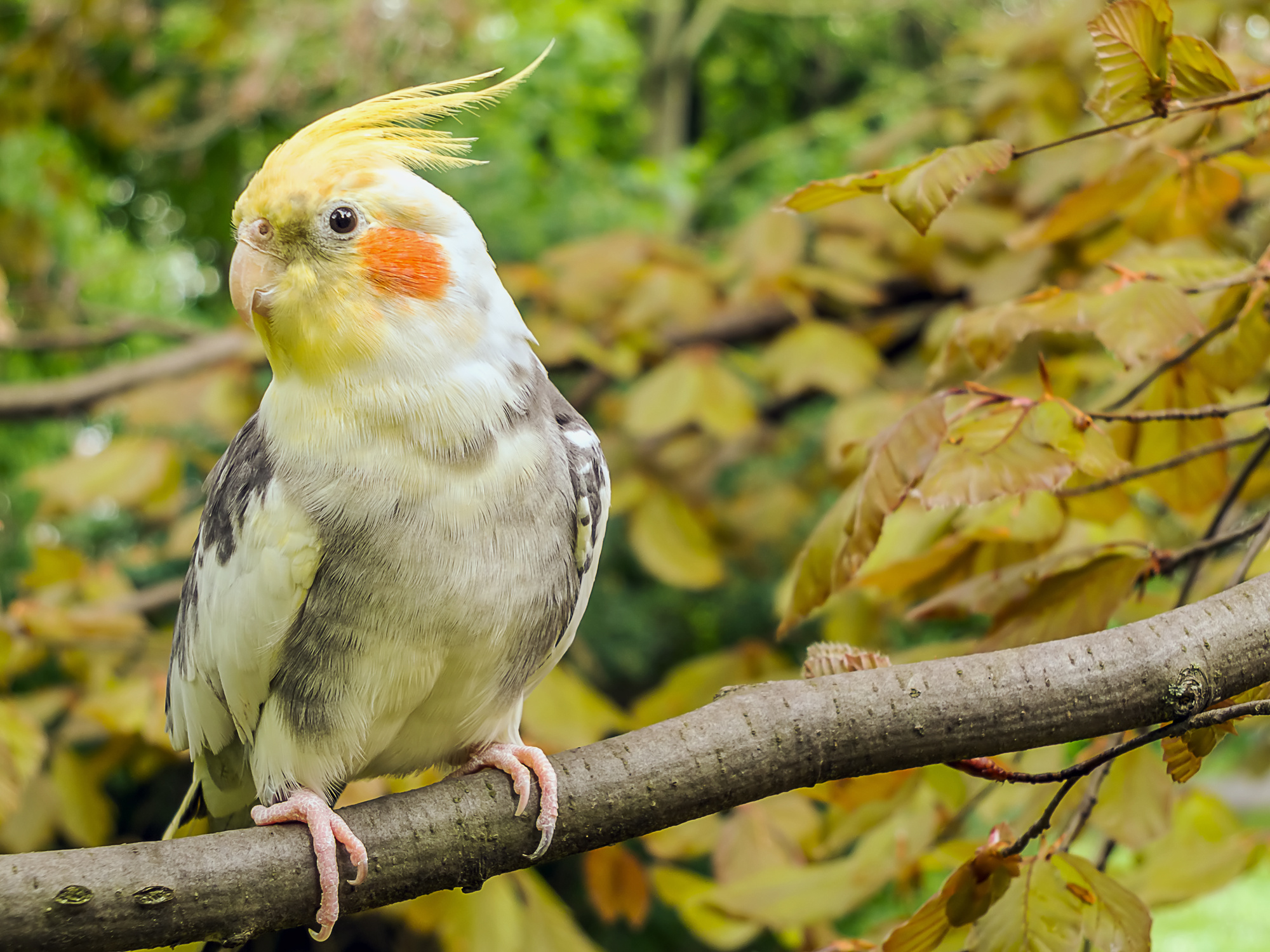 Cockatiel