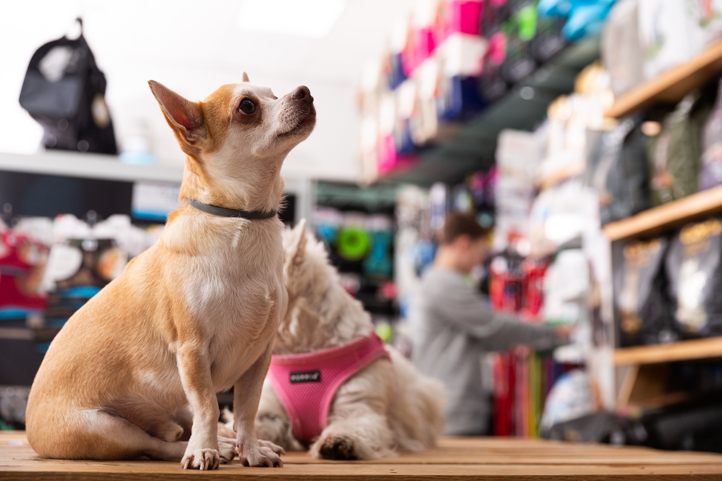 Chihuahua and west highland terrier dogs sitting in petshop