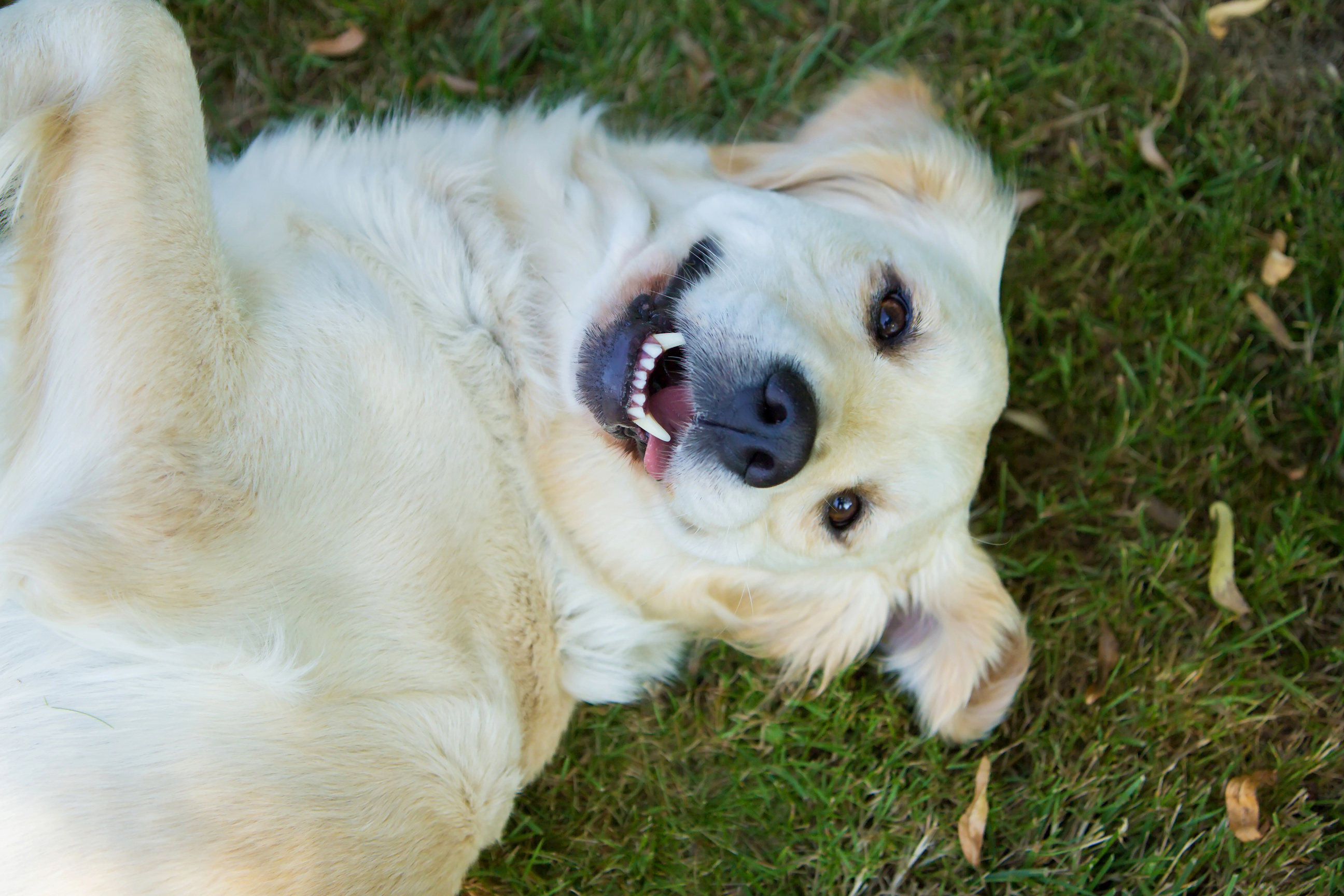 Laughing golden retriever