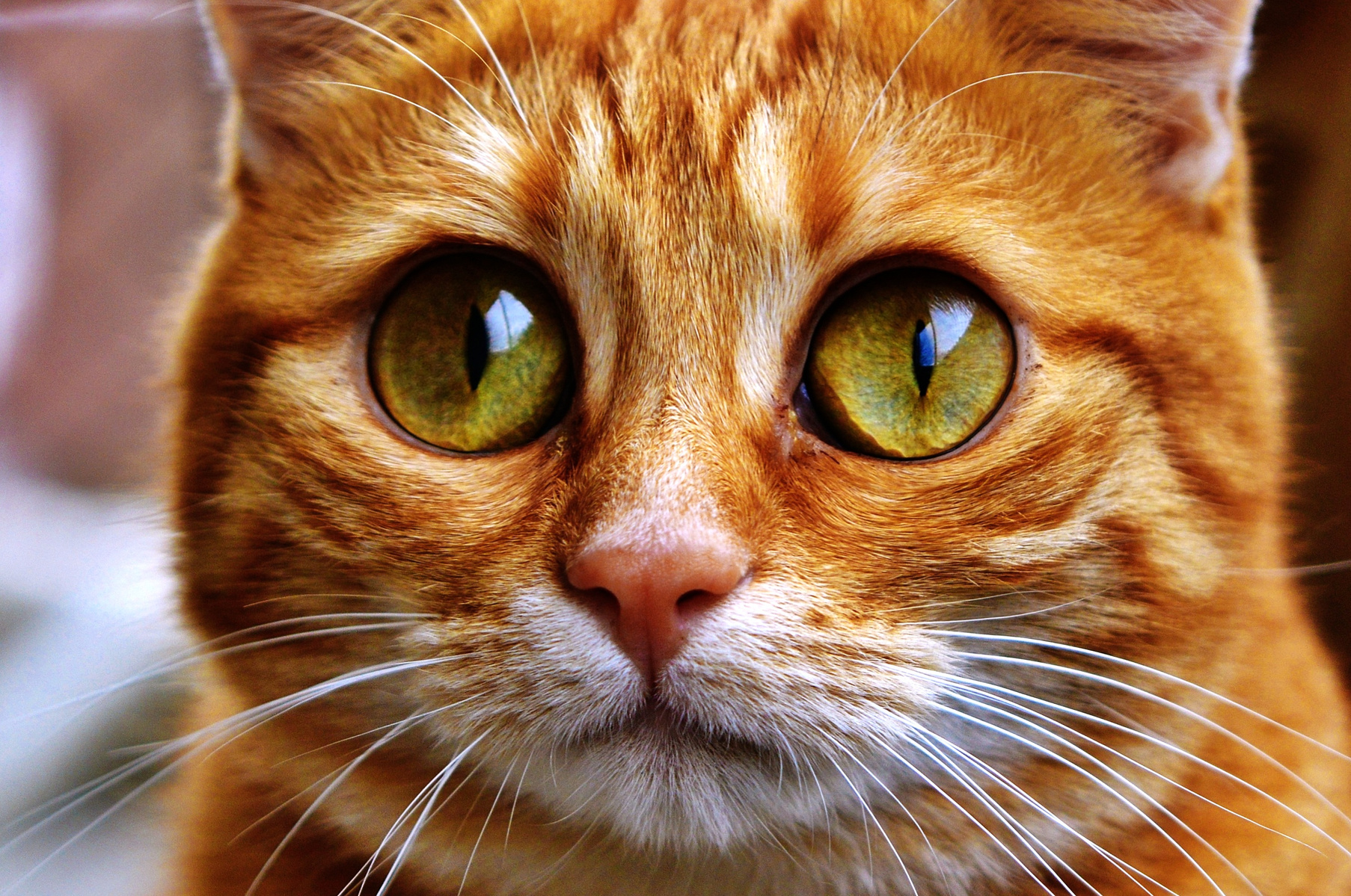 Closeup Portrait of a Cat