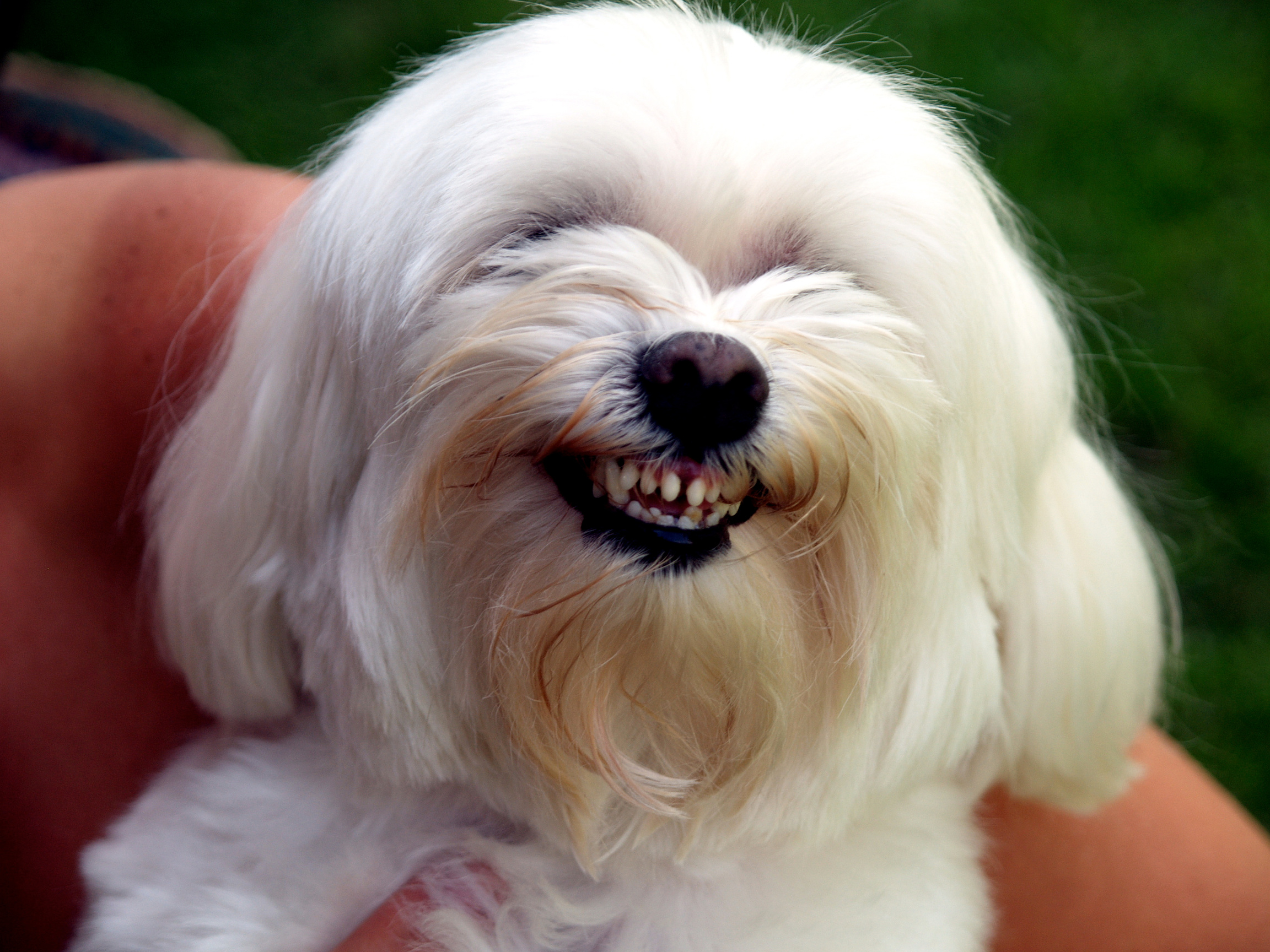 Smiling Dog