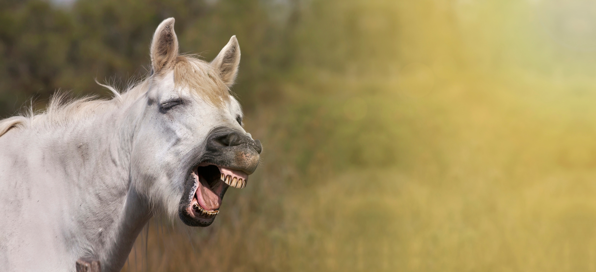 Funny horse portrait