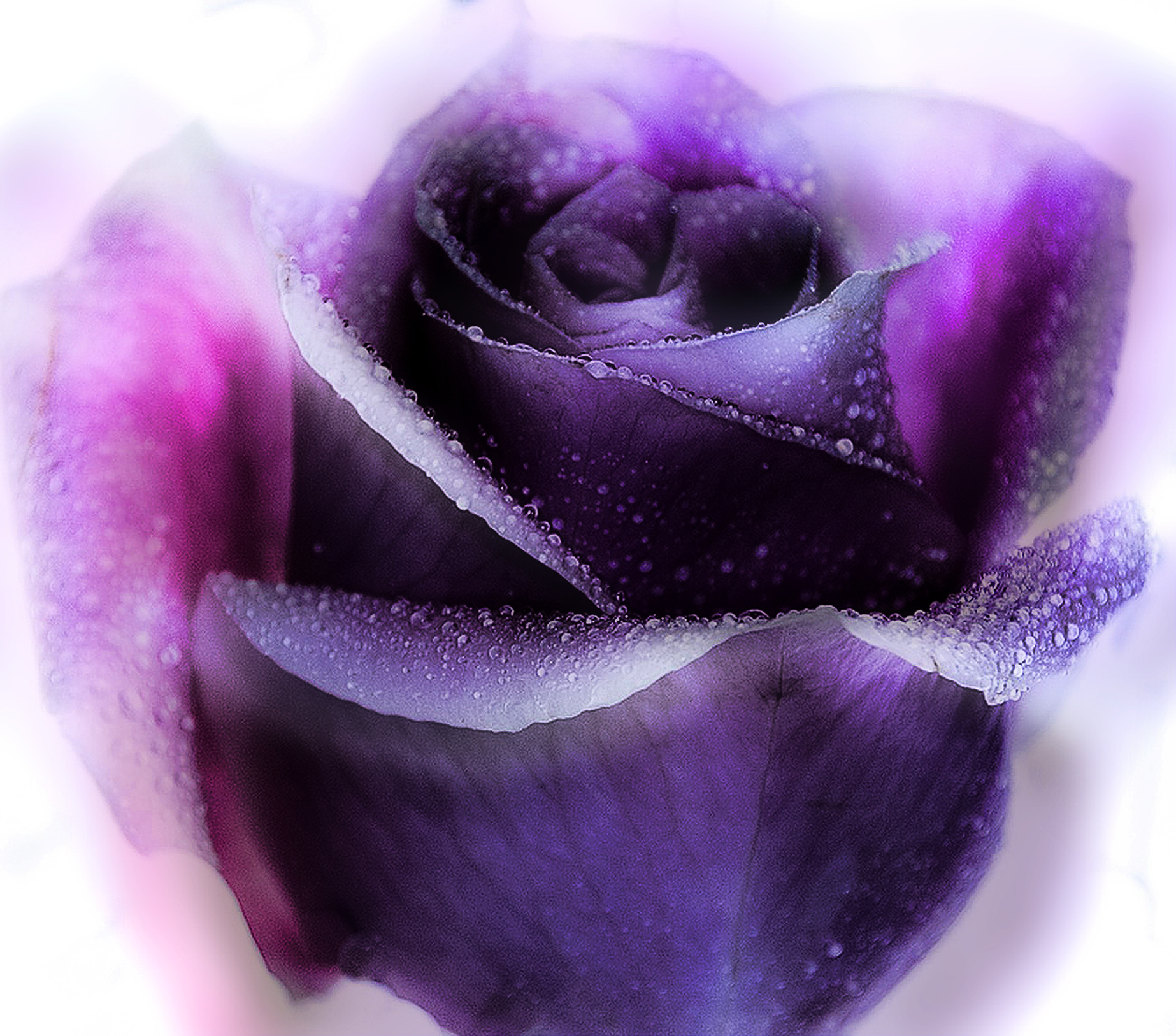 purple rose